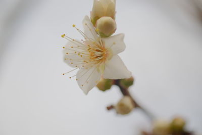 Close-up of white flowers over white background