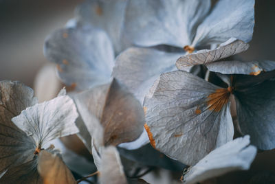 Close-up of wilted plant