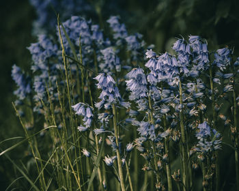 Close-up of purple flowering plants on field