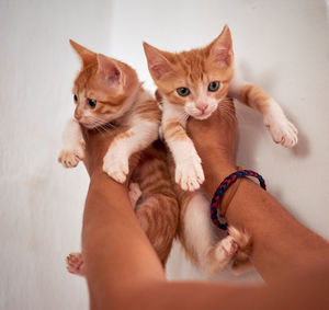 Cat lying on hand