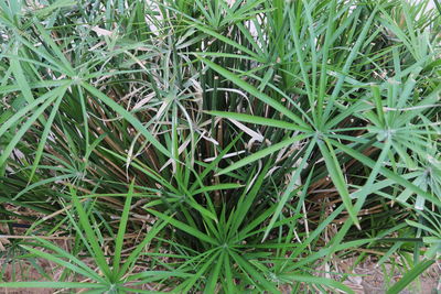 Full frame shot of plants growing on field