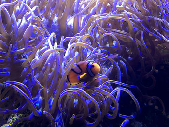 Clown fish swimming in sea