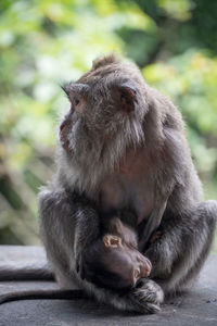 Close-up of monkey sitting outdoors