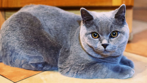 Close-up portrait of a cat