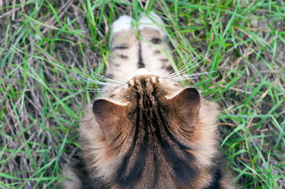 Close-up of cat on field