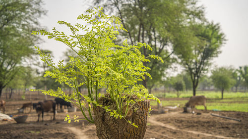 New born drumstick or moringa on blur tree bark. new life is emerging on an old drumstick or moringa