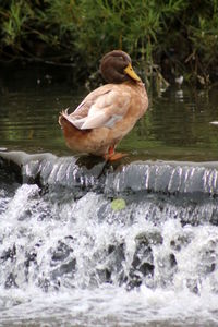 Bird perching on swimming in lake