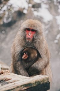 Monkey sitting on rock