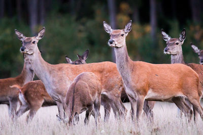 Deer standing on field