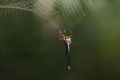 Long horned spider in web spider