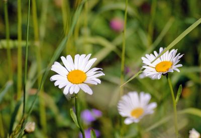 Close-up of white daisy flowers
