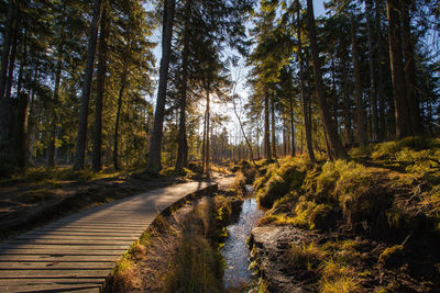 Afternoon light in autumn.  hike in german needle forest. close to torfhaus, harz / brocken. stream.