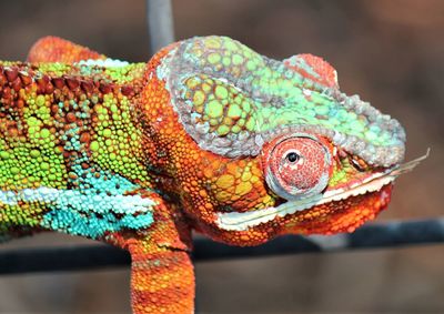 Close-up of chameleon head