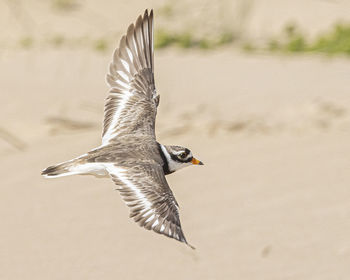 Close-up of seagull flying