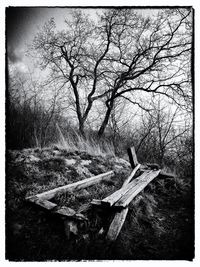 Bare trees against sky
