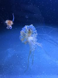 Close-up of jellyfish swimming in sea