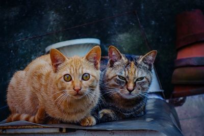 Portrait of cats on the ground