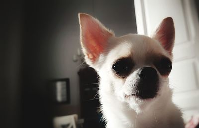 Close-up of a dog at home