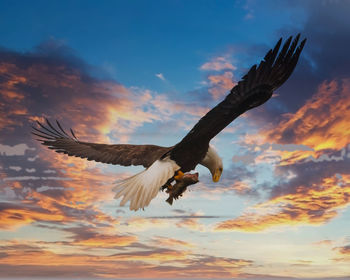 Low angle view of bird flying in sky