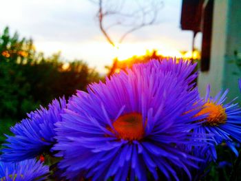 Close-up of flowers blooming against sky