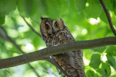 Low angle view of owl on tree