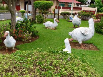 Swans on grass