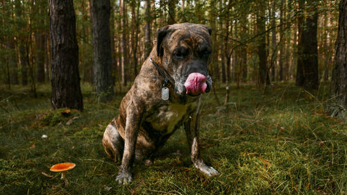 Dog with mushroom on forest