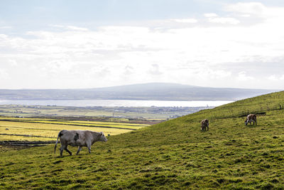 Horses grazing on field by sea against sky