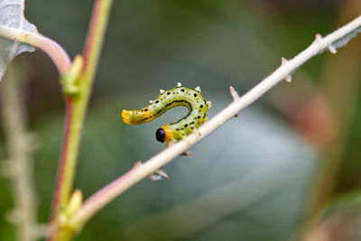 Close-up of caterpillar on twig.