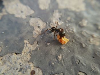 High angle view of bee on sand