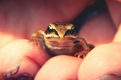 Cropped hand of person holding frog