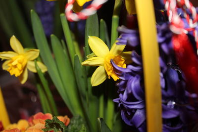 Close-up of yellow daffodil flowers