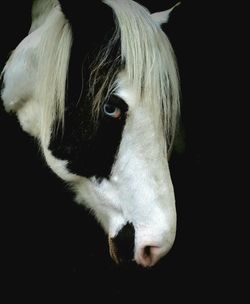 Close-up portrait of horse