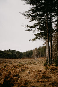 Trees on field against sky