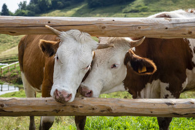 Cows in pen