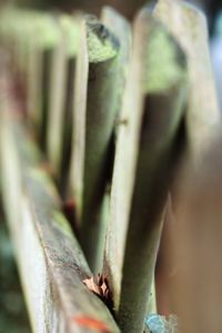 Close-up of plant against blurred background