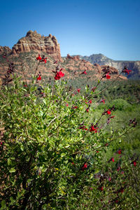 Red flowers on rock by mountain against sky