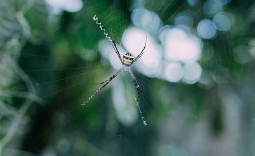 Close-up of spider on web