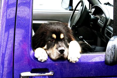 Portrait of dog in car