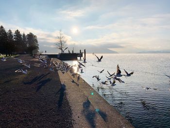 View of seagulls on shore against sky