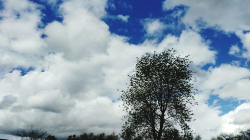 Low angle view of tree against sky