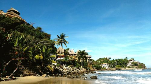 Low angle view of trees at beach against blue sky on sunny day