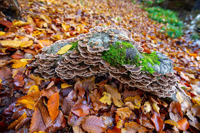 Close-up of mushroom growing on field during autumn