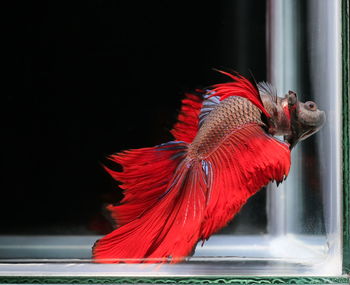 Siamese fighting fish,betta splendens,red fish on a black background, halfmoon betta,