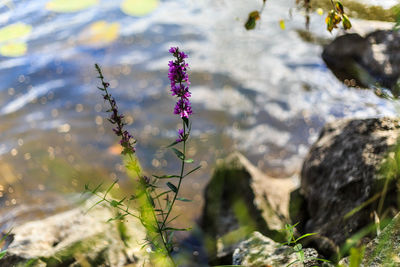 Close-up of flower in lake