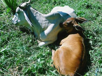 High angle view of cow relaxing on field