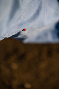 Close-up of a reptile on snow covered land