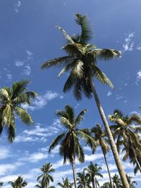 Low angle view of palm tree against sky