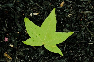 High angle view of maple leaf