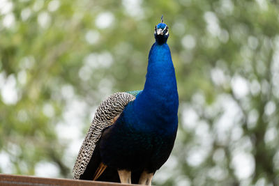Close-up of peacock